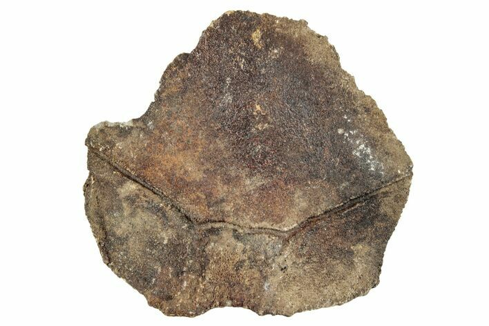 Pleistocene Fossil Tortoise (Gopherus) Nuchal Scute - Florida #265357
